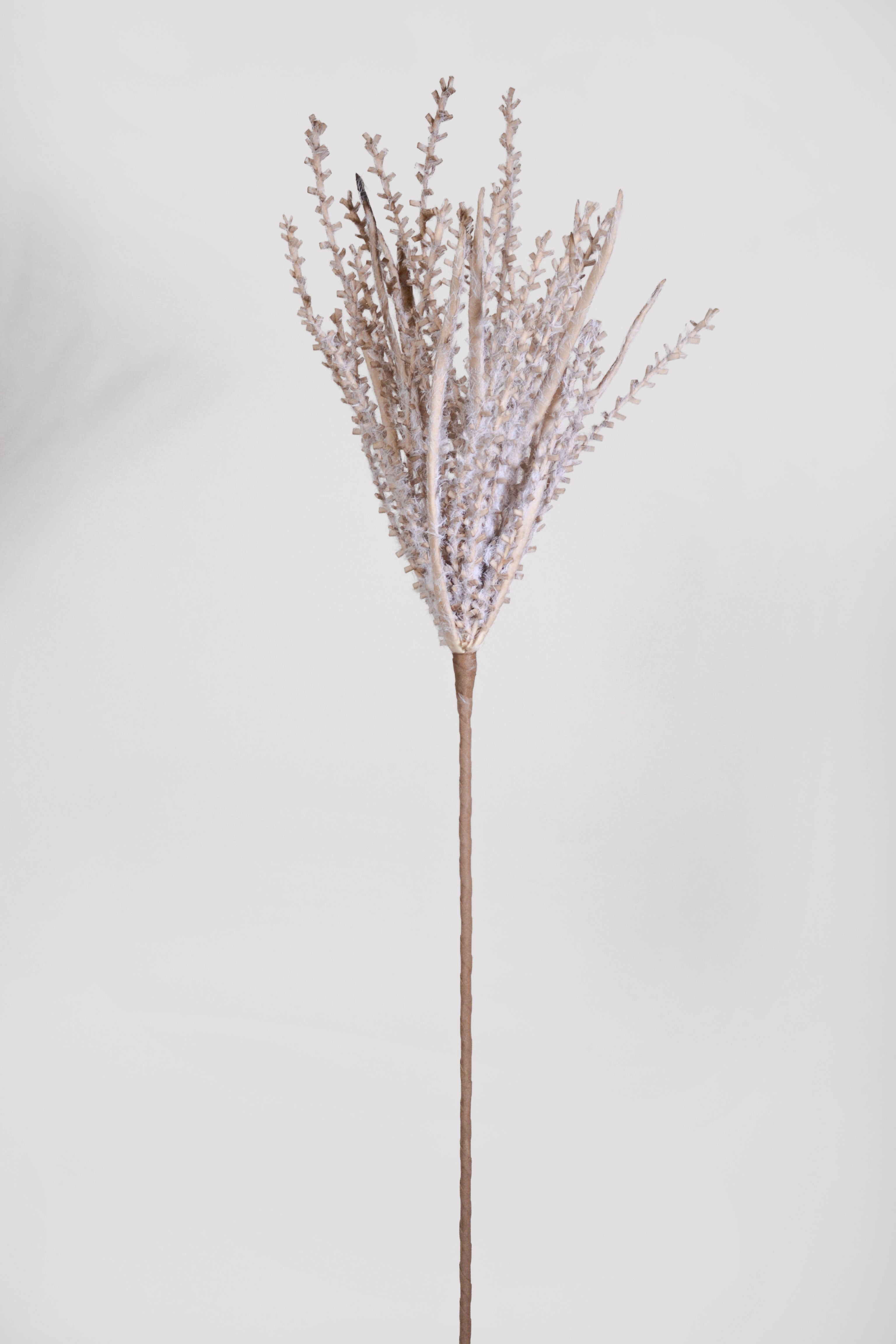 35" Pampas Stem Grey