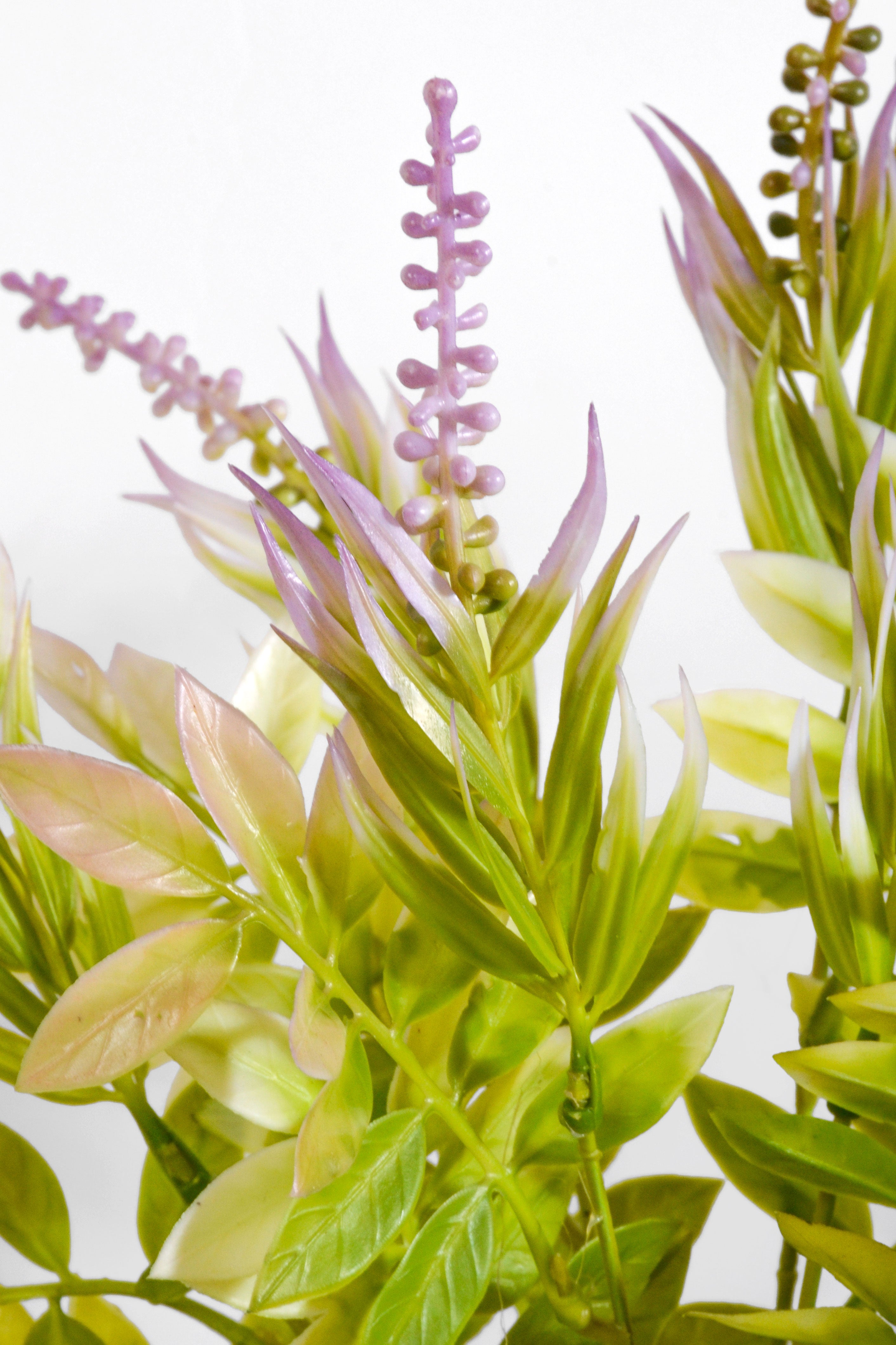 15" Clethra Alnifolia Bush Lavender