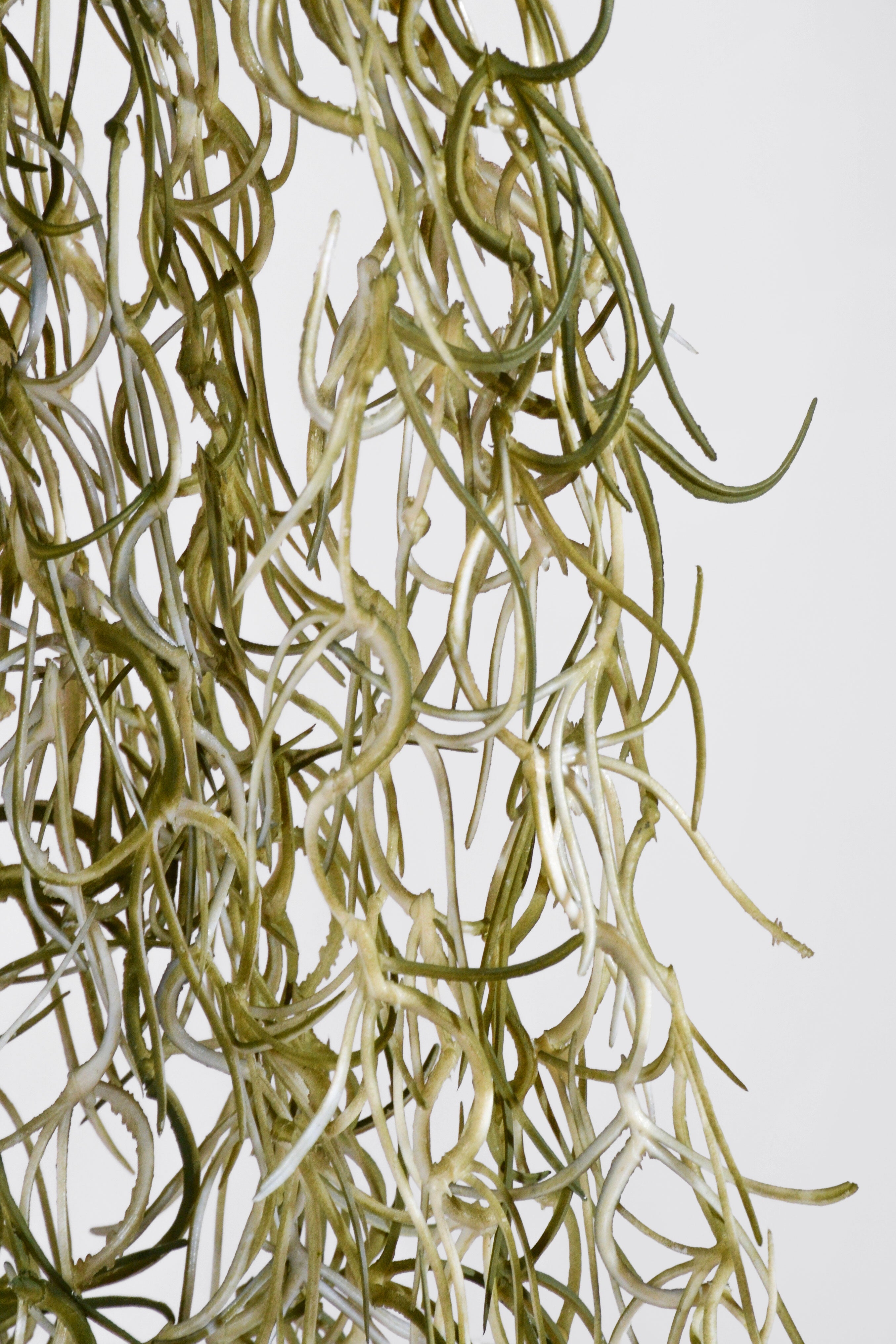 46" Moss Hanging Bush Moss Green