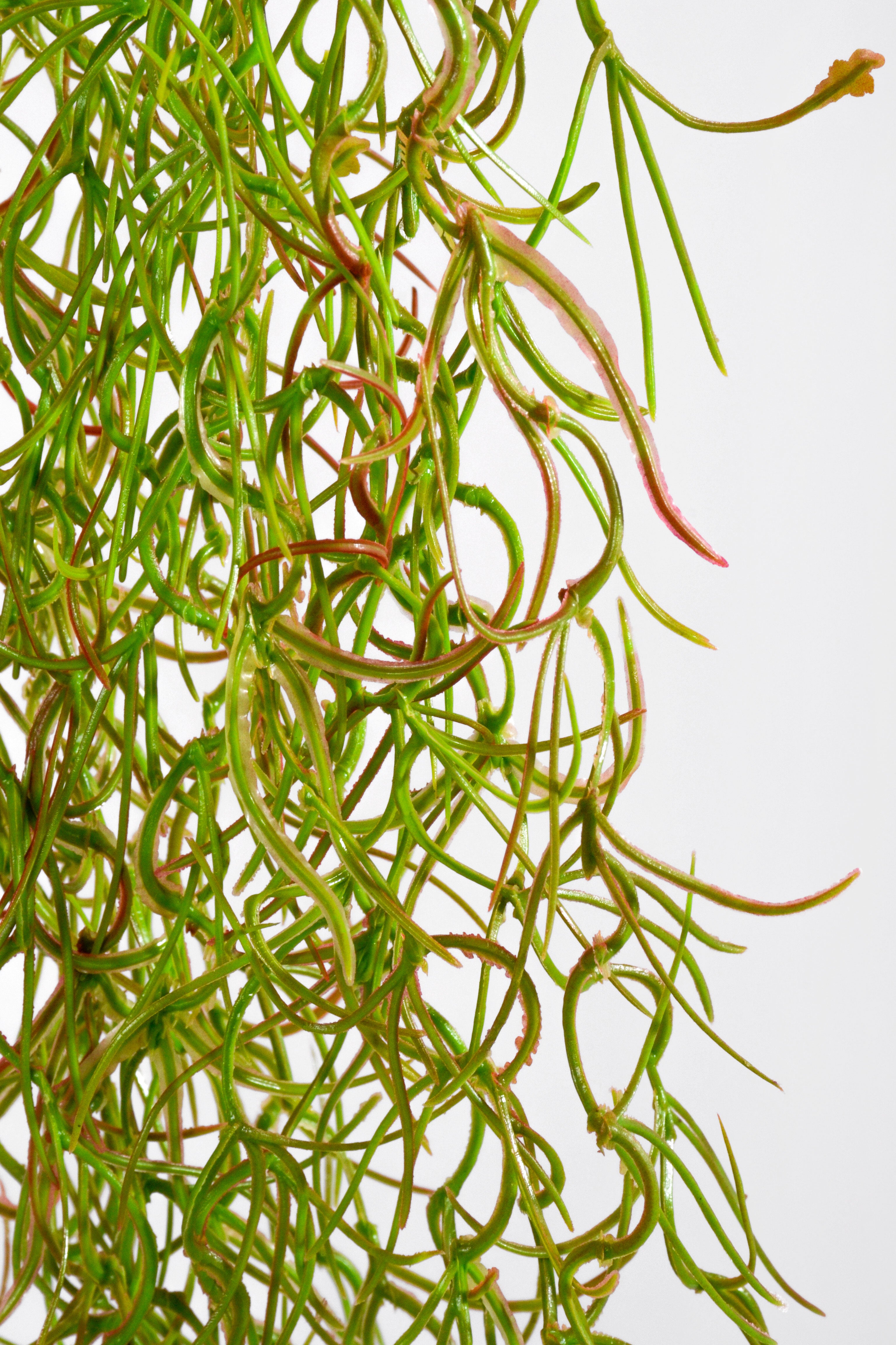 48" Moss Hanging Bush Natural