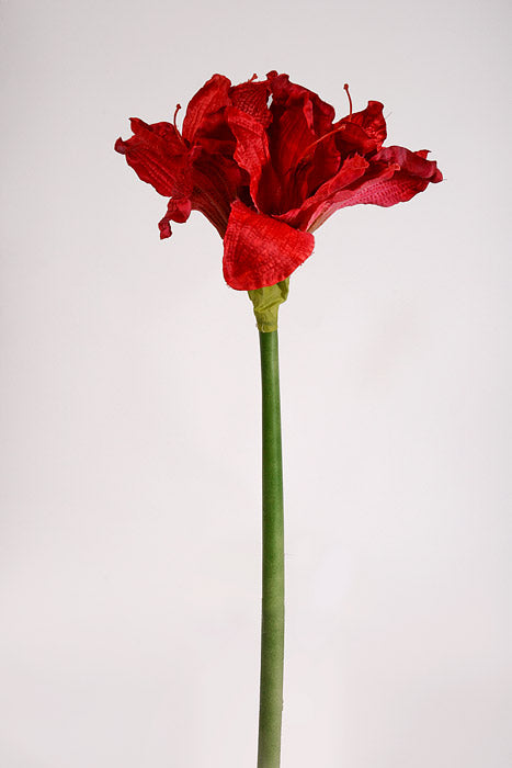 25.5" Silk Amaryllis Red