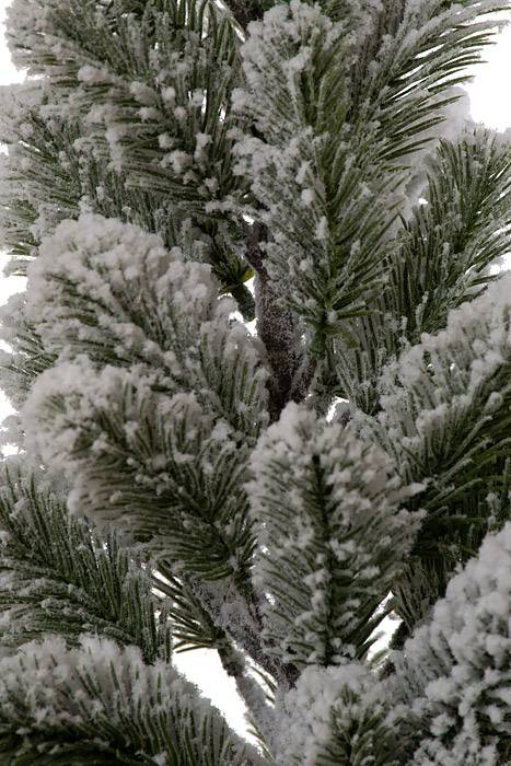25" Snow Pine W/pot (Green/White)