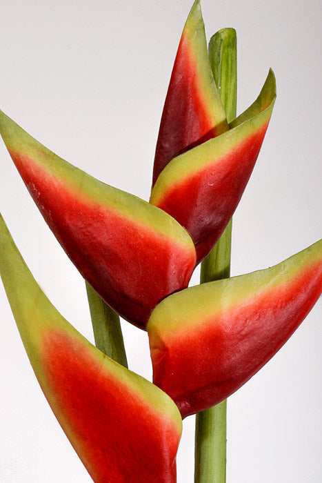 34" Artificial Hawaiian Heliconia Spray Red