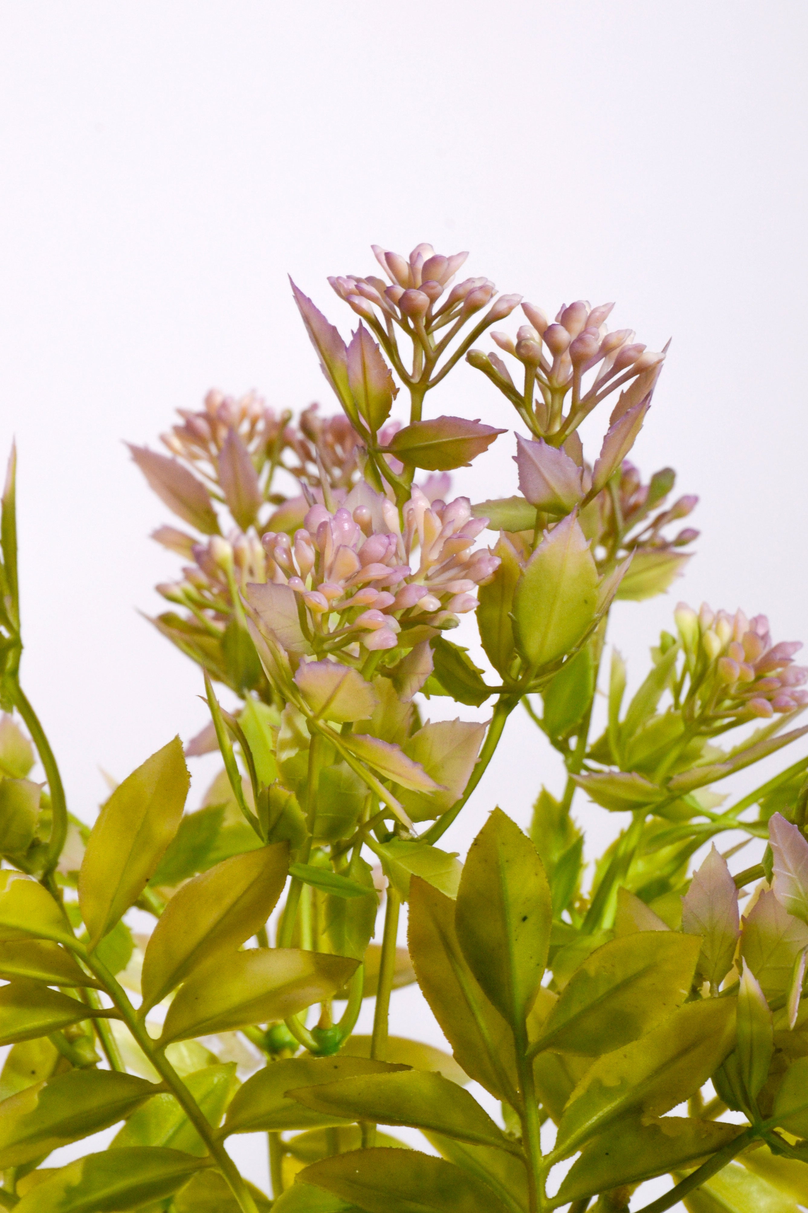 13" Artificial Azolla Bush Lavender