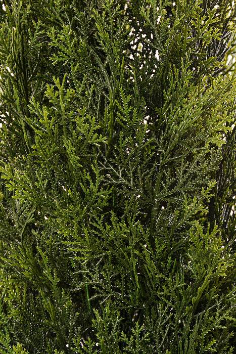 60" Cedar Topiary In Pot Green