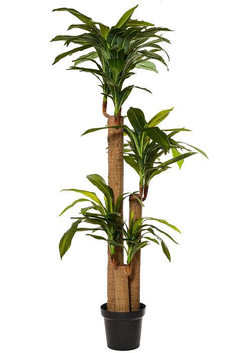 5FT Tropical Dracaena Tree Green