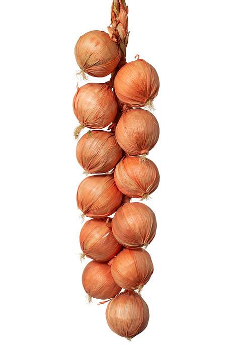 17.5" Garlic String Orange