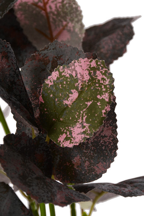 12" Mulberry Leaf Bush Purple