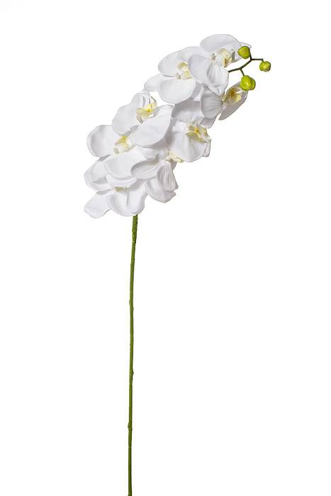 42.5" Orchid Spray White