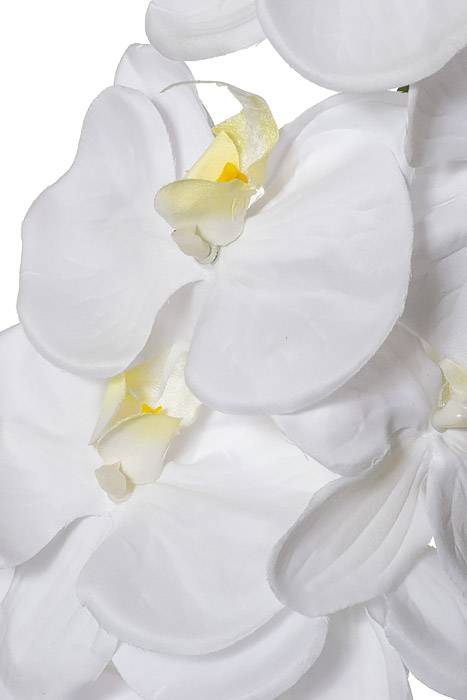42.5" Orchid Spray White