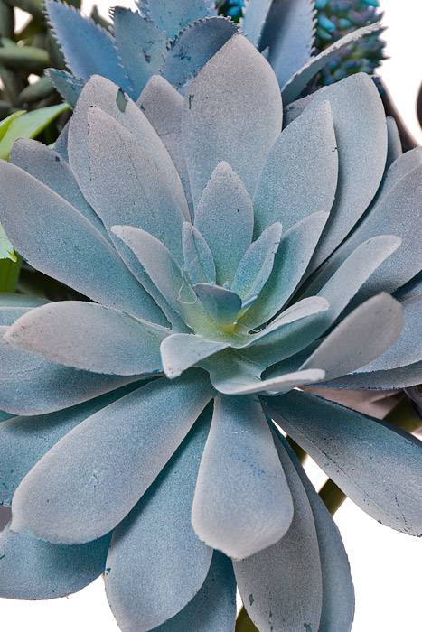 12" Succulent Bundle Blue