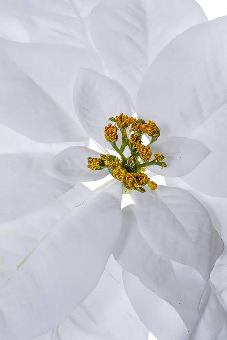 11" Velvet Poinsettia Pick White Pkg/4