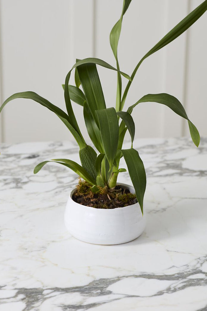 5.5"X 2.75" Tegan Bowl White