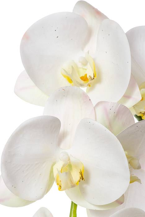 41" Phalaenopsis Spray White