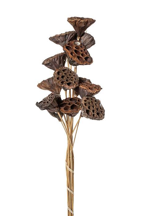 Sm Lotus Pod Stem Natural