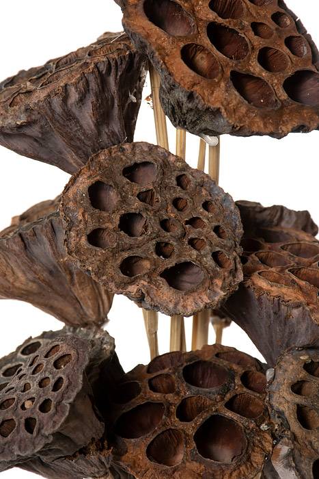 Sm Lotus Pod Stem Natural