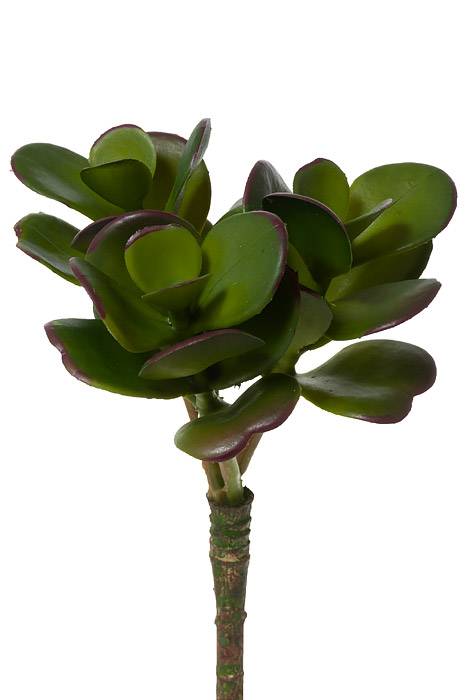 7" Jade Succulent Pick Green