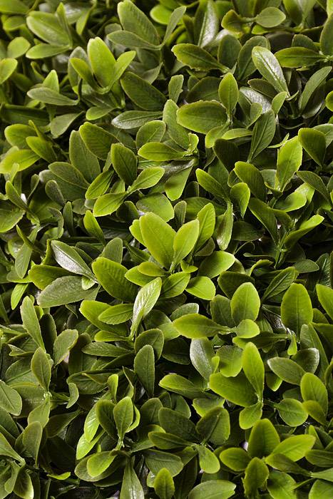 24" Plastic UV Proof American Boxwood Ball Green