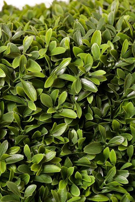 29" Plastic UV Proof American Boxwood Hedge Green