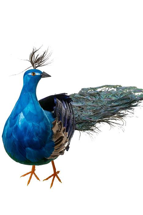 41" Standing Peacock Blue