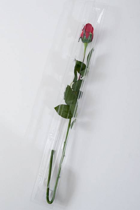 20" X 2" X 2" Small Single Stem Rose Box Clear (Pkg/12)