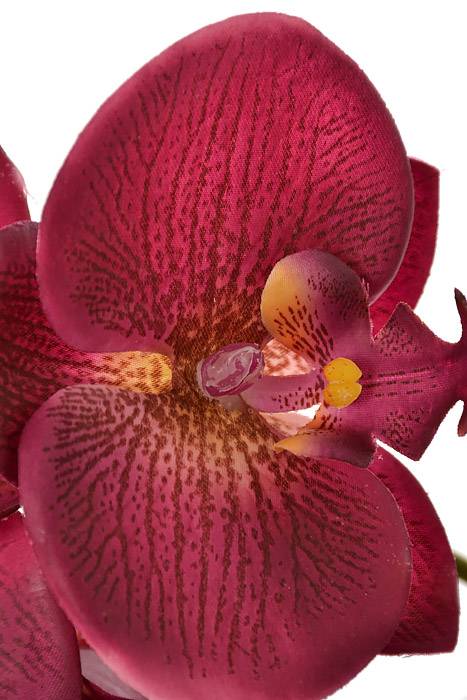 40" Silk Phalaenopsis Spray Orchid