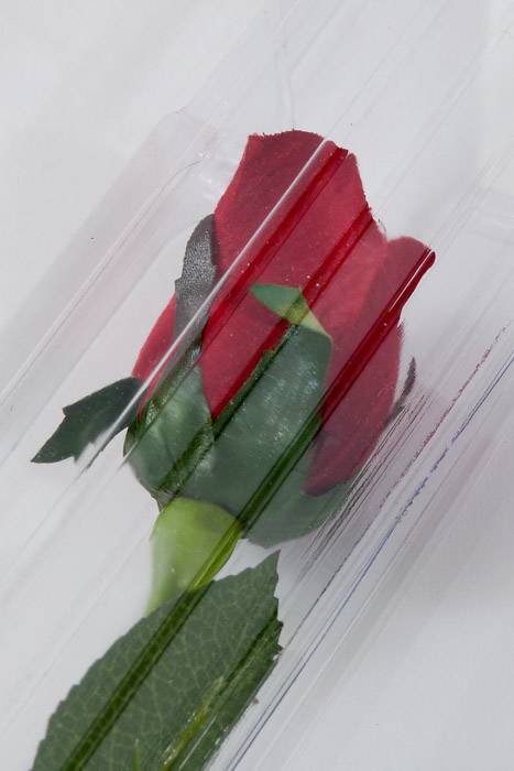 20" X 2" X 2" Small Single Stem Rose Box Clear (Pkg/12)
