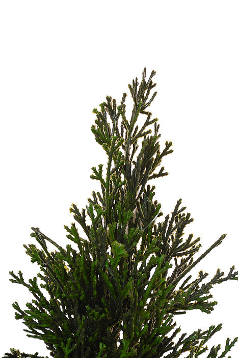 19" Petite Cedar Tree In Velvet Sack With Bells Green/Red