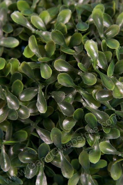 7" Tea Leaves Ball Green