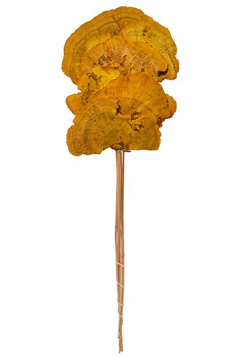 19" Sponge Mushroom/Stem Goldenrod Pkg/6