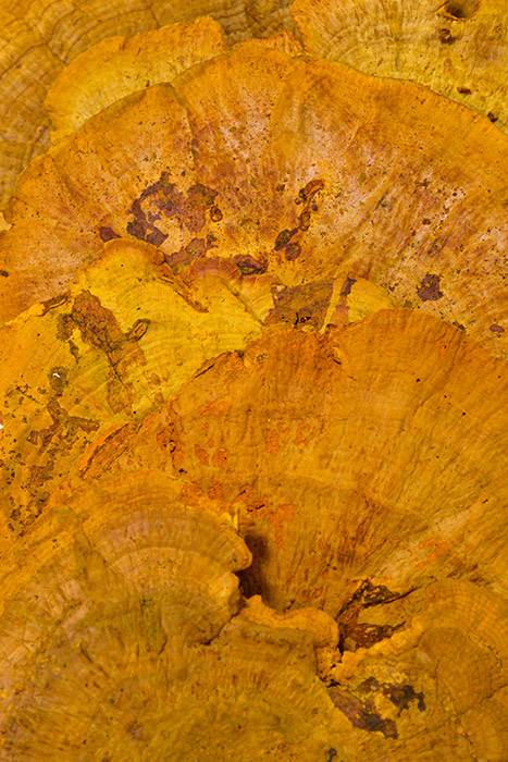 19" Sponge Mushroom/Stem Goldenrod Pkg/6