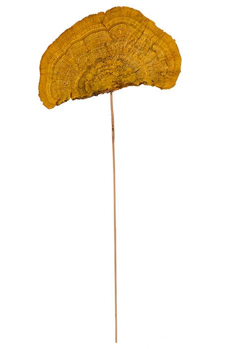 19" Sponge Mushroom/Stem Goldenrod Pkg/6