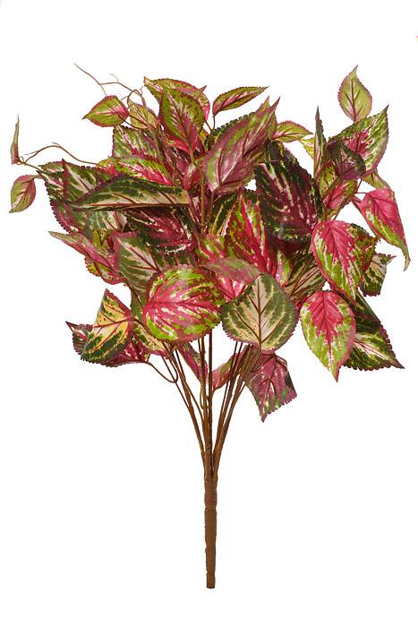 20" Coleus Bush Burgundy/Green