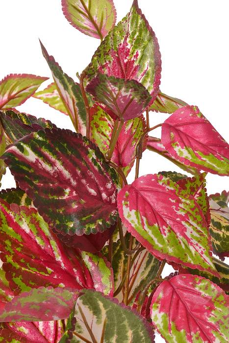 20" Coleus Bush Burgundy/Green