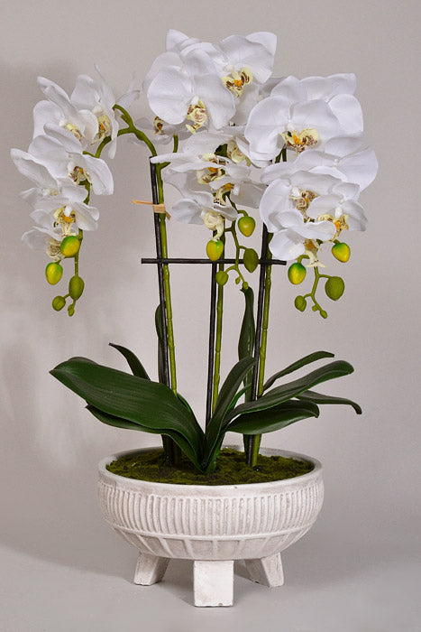 22" Silk Phalaenopsis Plant With Ceramic Pot White
