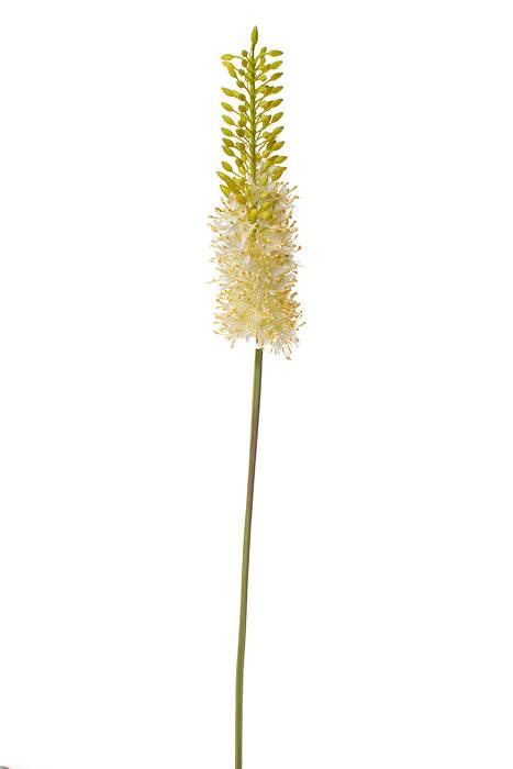 35" Eremurus Spray Cream/yellow