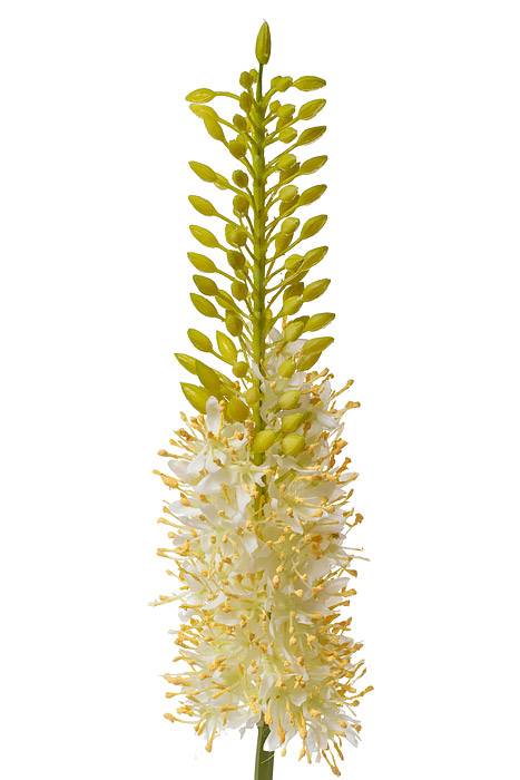 35" Eremurus Spray Cream/yellow