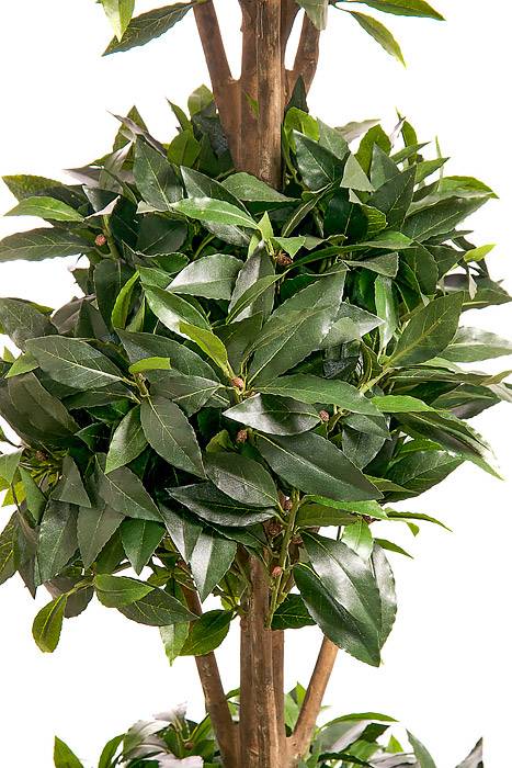 5ft Sweet Bay-leaf Topiary Triple Ball Tree Green