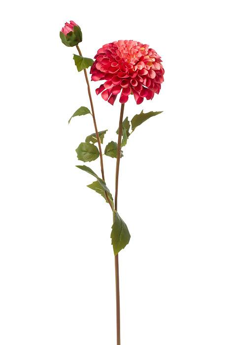 31" Silk Dahlia Spray Rose/two Tone