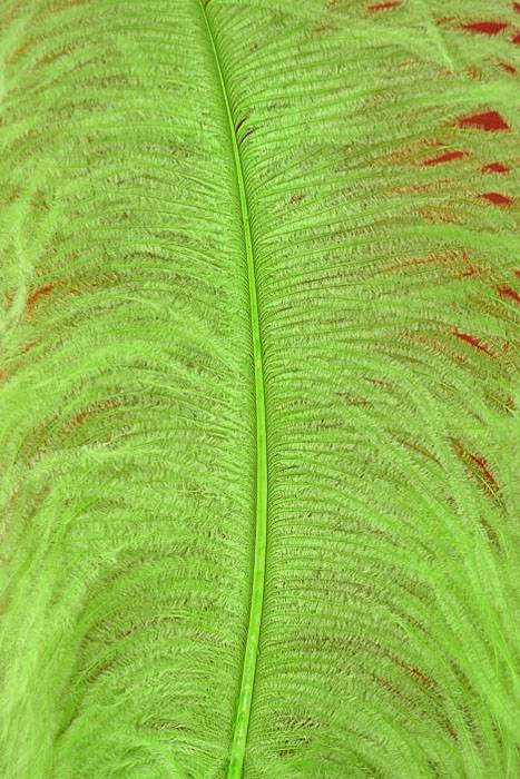 22"-26" Ostrich Plum Lime Pkg/6