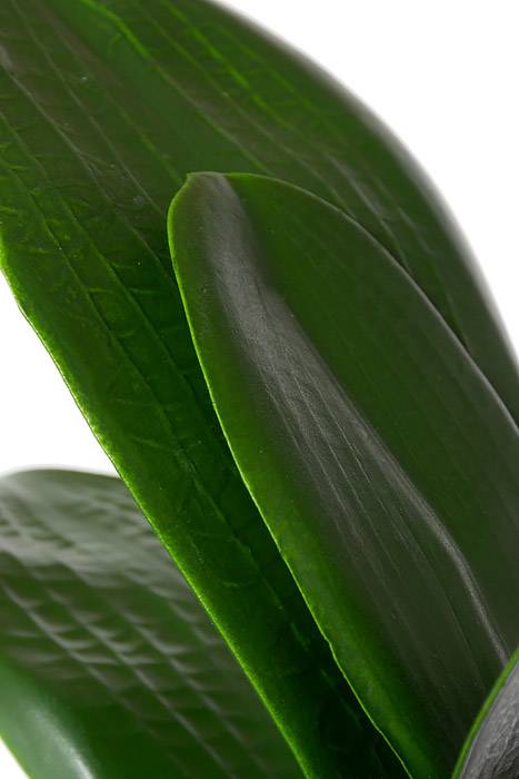 14.5" Phalaenopsis Leaf Clu Green