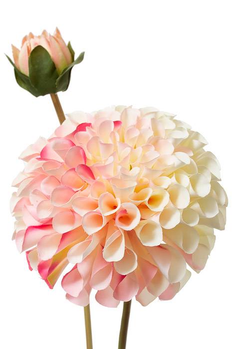 31" Silk Dahlia Spray Pink/cream