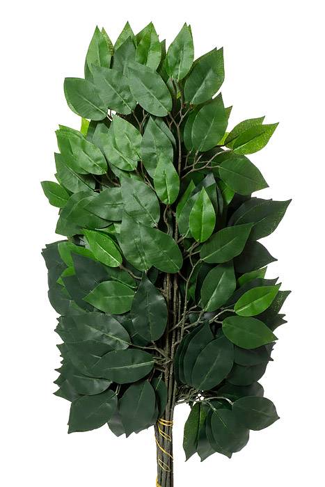 24" Ficus Spray Green Pkg/12