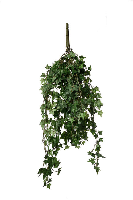 33" English Ivy Bush Green