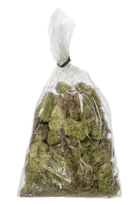 Reindeer Moss Light Green
