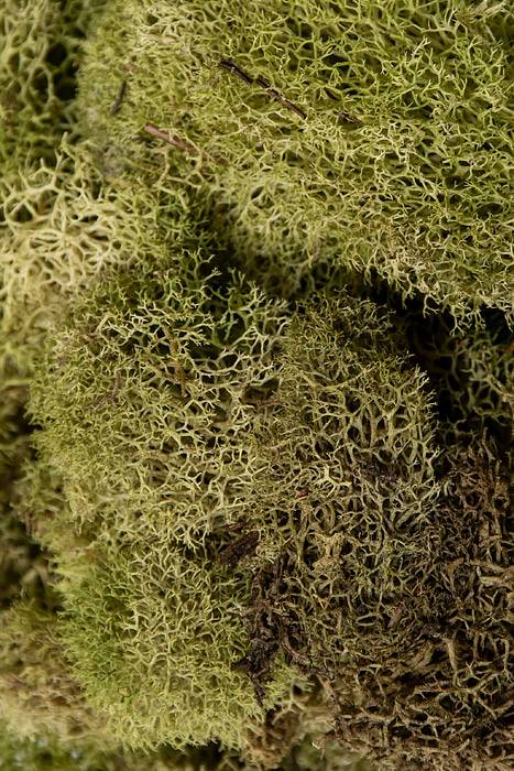 Reindeer Moss Light Green