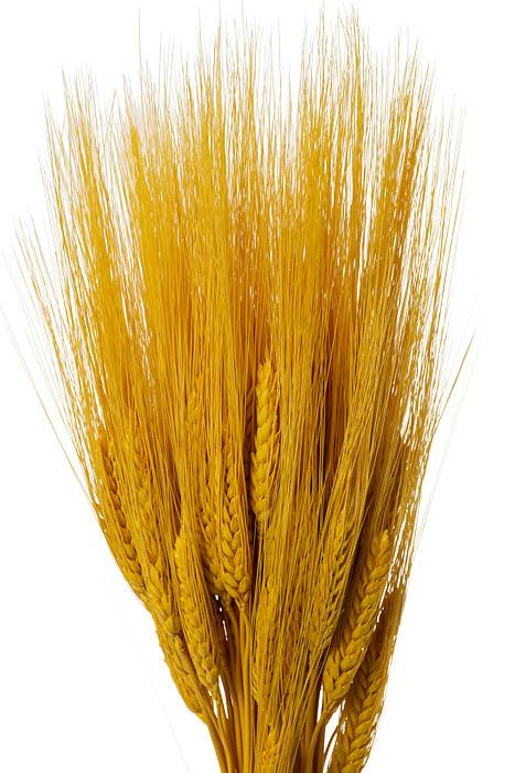 32" Triticum Wheat Yellow 8oz/pkg
