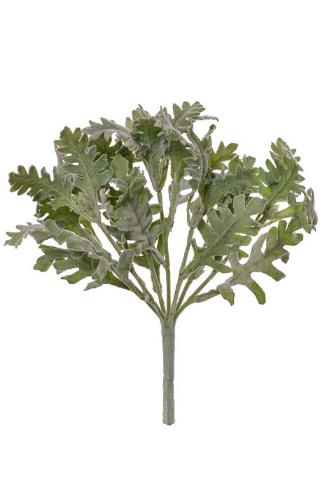 9.5" Dusty Miller Bush Green/Gray