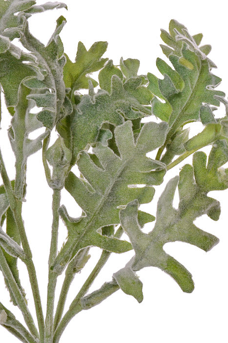 9.5" Dusty Miller Bush Green/Gray