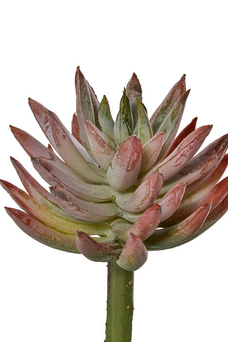 6" Mini Agave Pick Green Rust